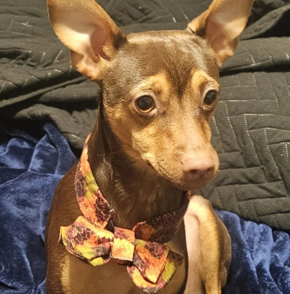 Dog Bow Tie 🐶 Handmade to Order New and Customized Just for You